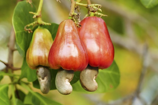 Holeau cashew